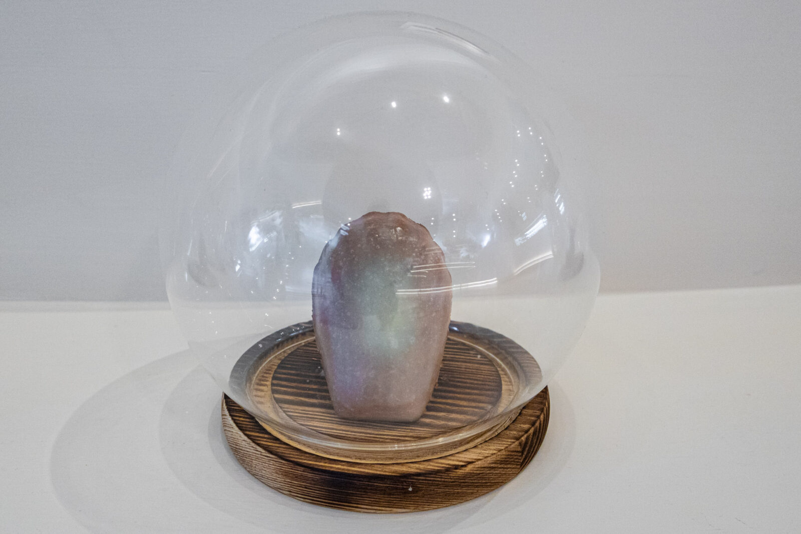 Maison Vanille 北海道奶蓋瑪德蓮，表面覆上一層乳白色奶蓋，置於玻璃罩內展示。
